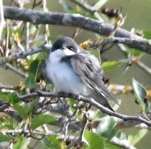 Tree Swallow - ML620828430