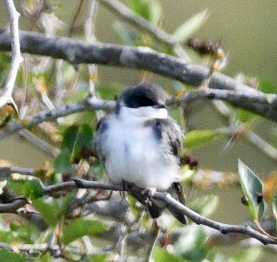 Golondrina Bicolor - ML620828432