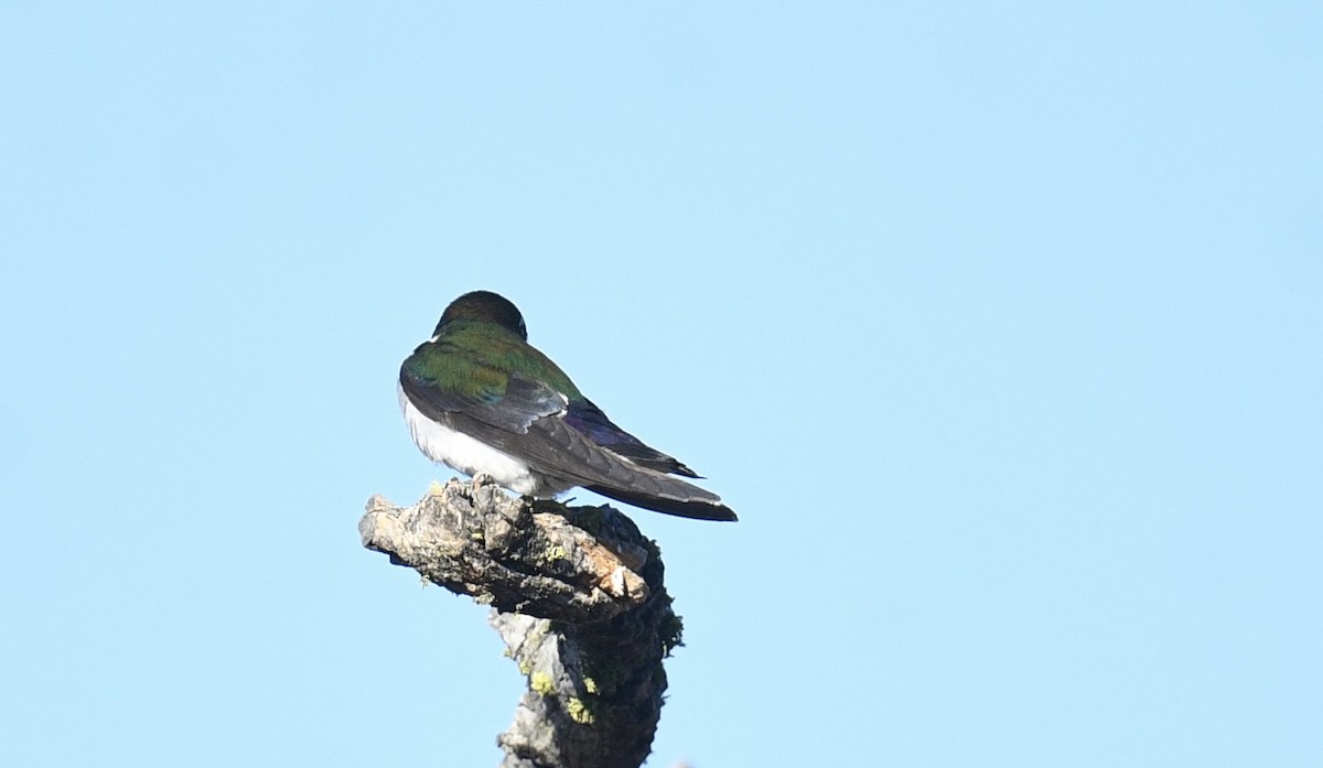 Violet-green Swallow - ML620828435