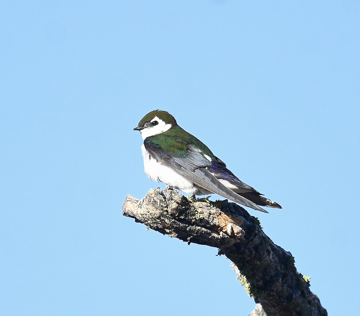 Violet-green Swallow - ML620828437