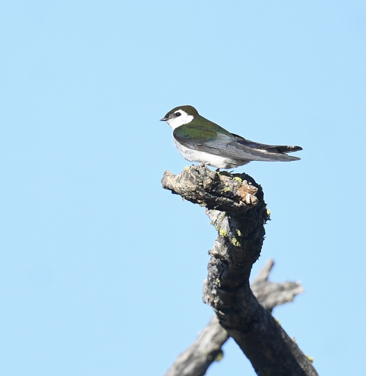 Violet-green Swallow - ML620828439