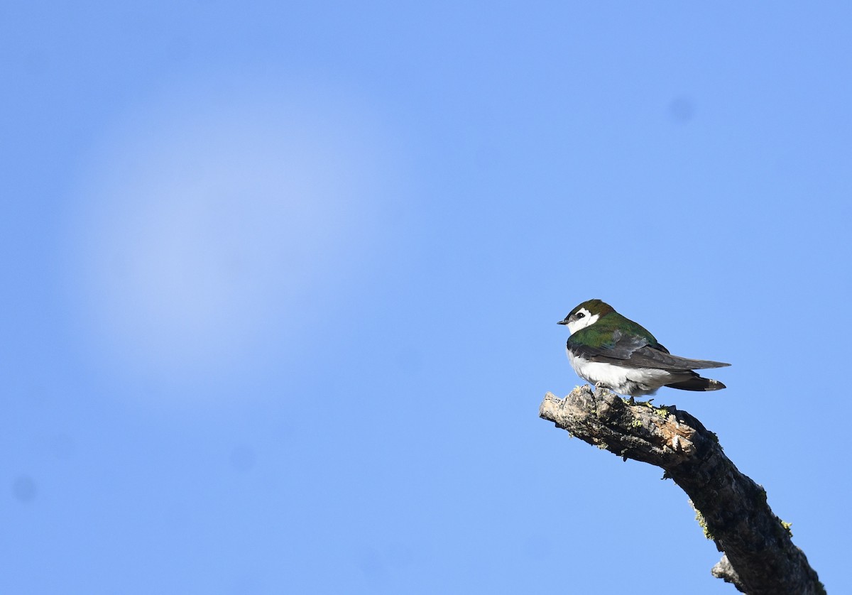 Violet-green Swallow - ML620828440