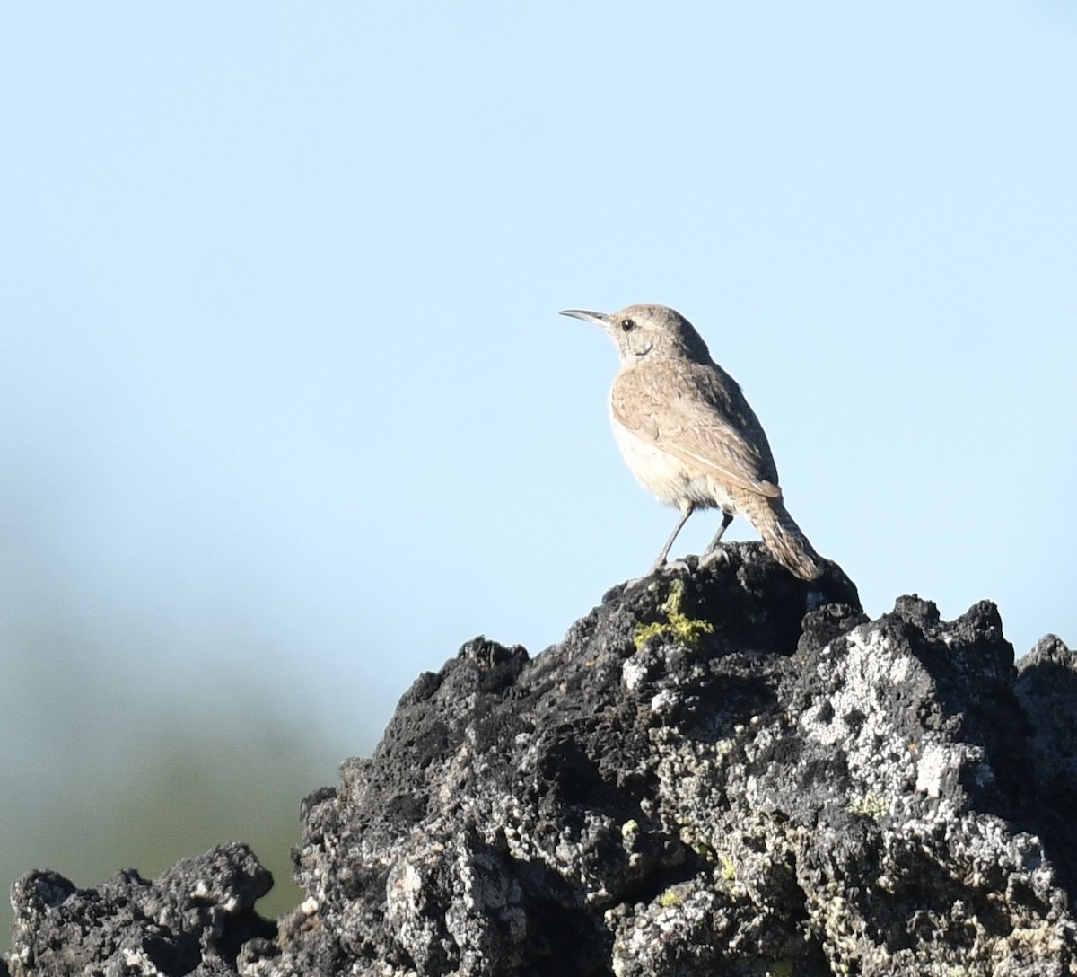 Rock Wren - Sevilla Rhoads