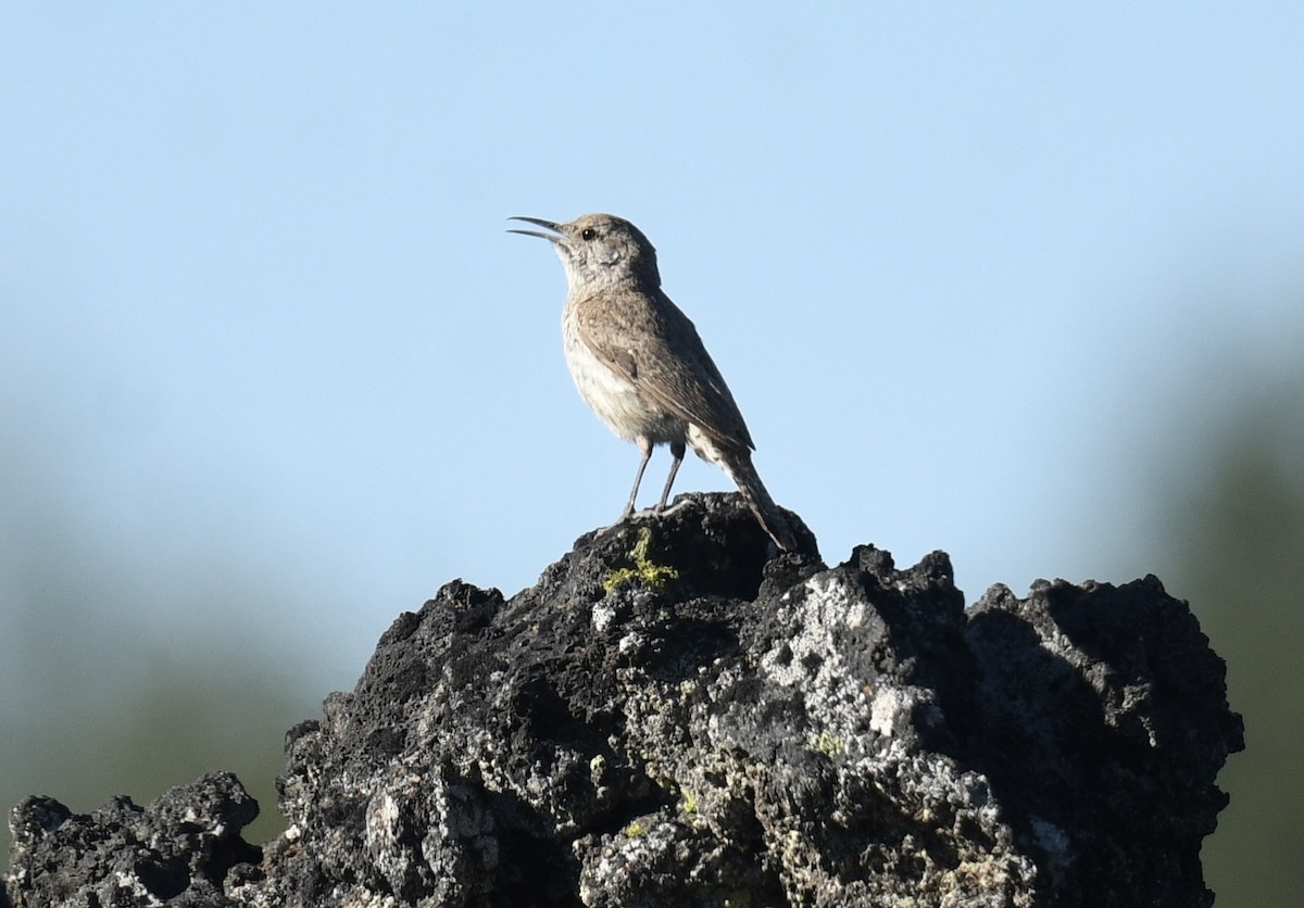 Rock Wren - ML620828445