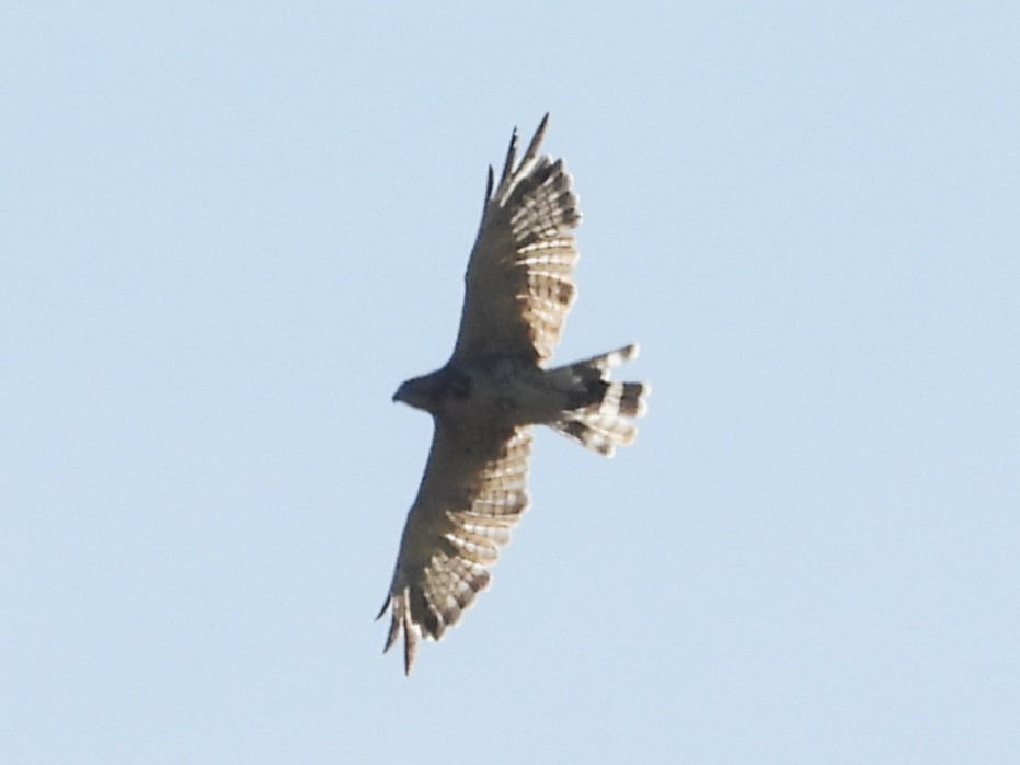 Broad-winged Hawk - ML620828457