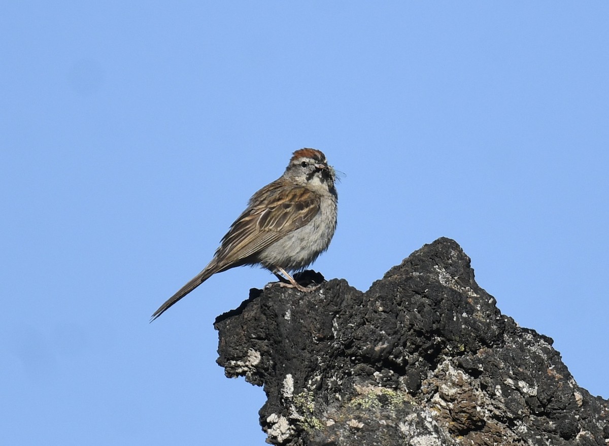 Chipping Sparrow - ML620828460