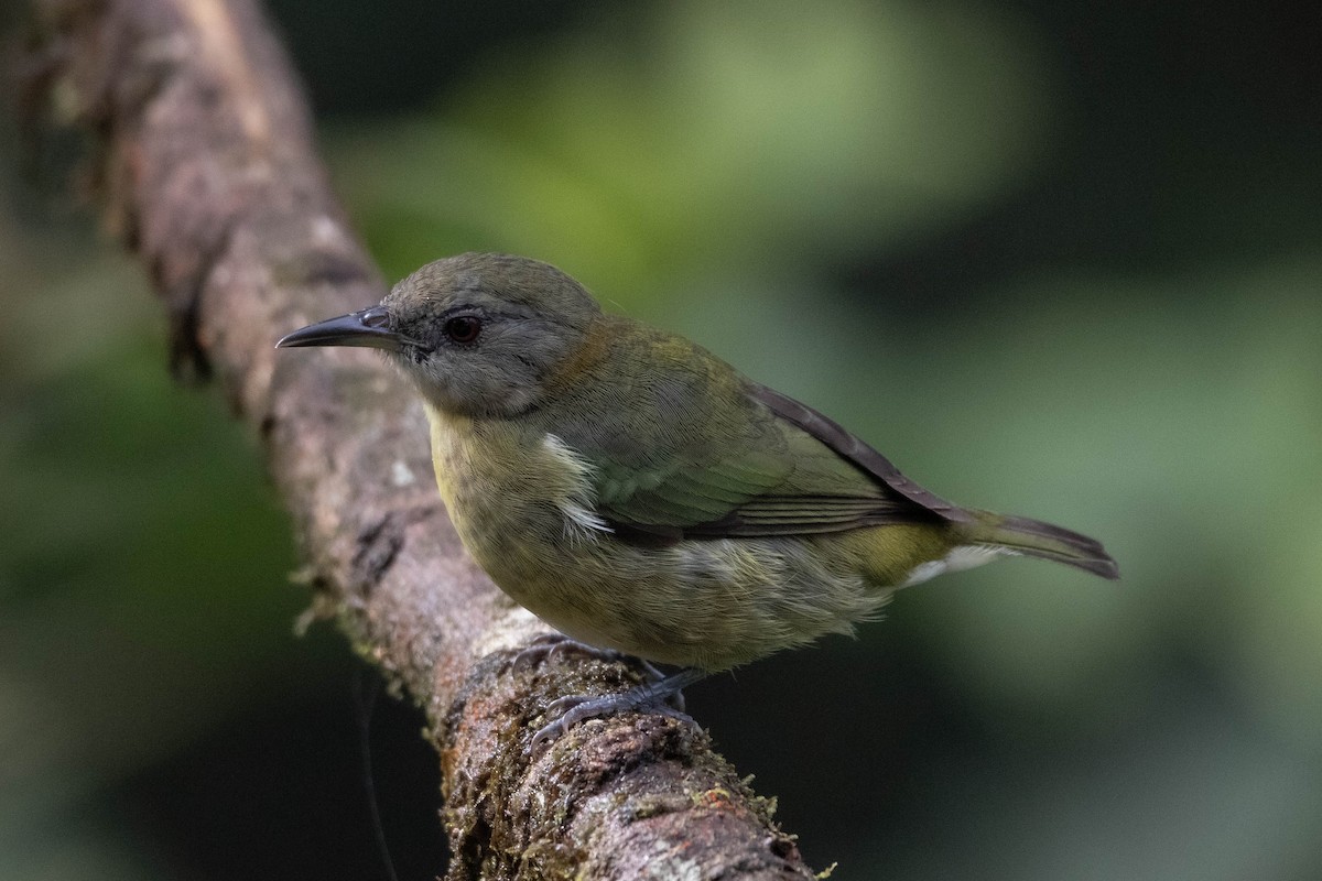 Golden-collared Honeycreeper - ML620828462