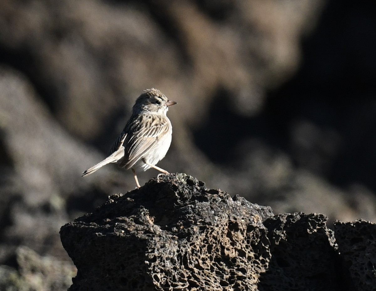 Passerellidae sp. (sparrow sp.) - ML620828463