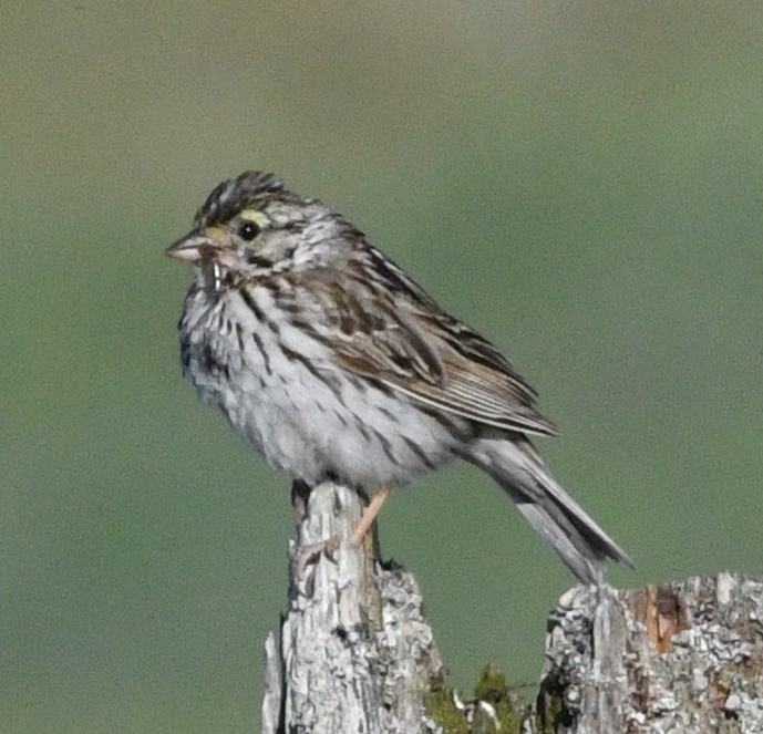 Savannah Sparrow - ML620828465