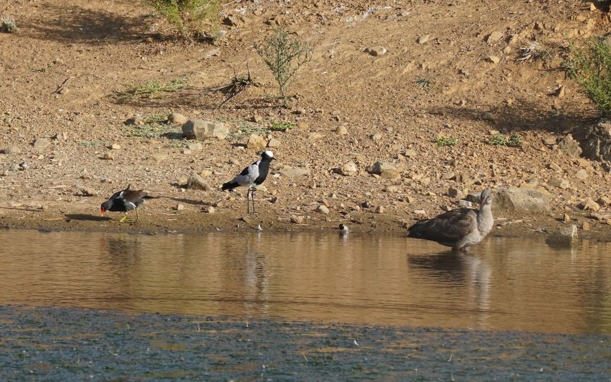 Hadada Ibis - ML620828476