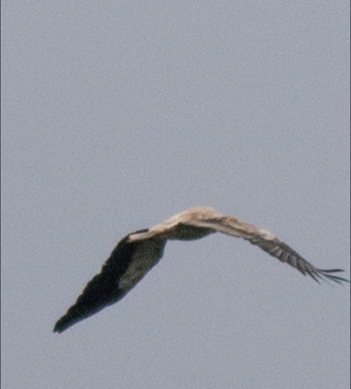 Egyptian Vulture - Erdem Kuruca