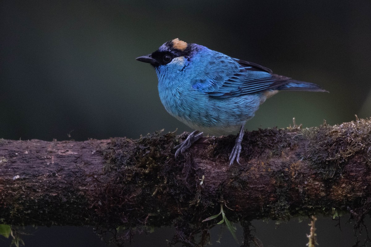Golden-naped Tanager - ML620828480