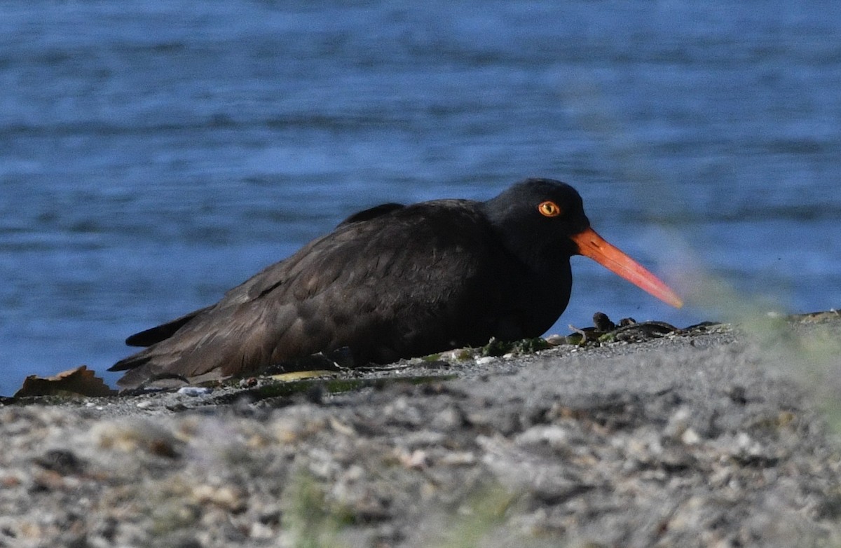 Black Oystercatcher - ML620828481