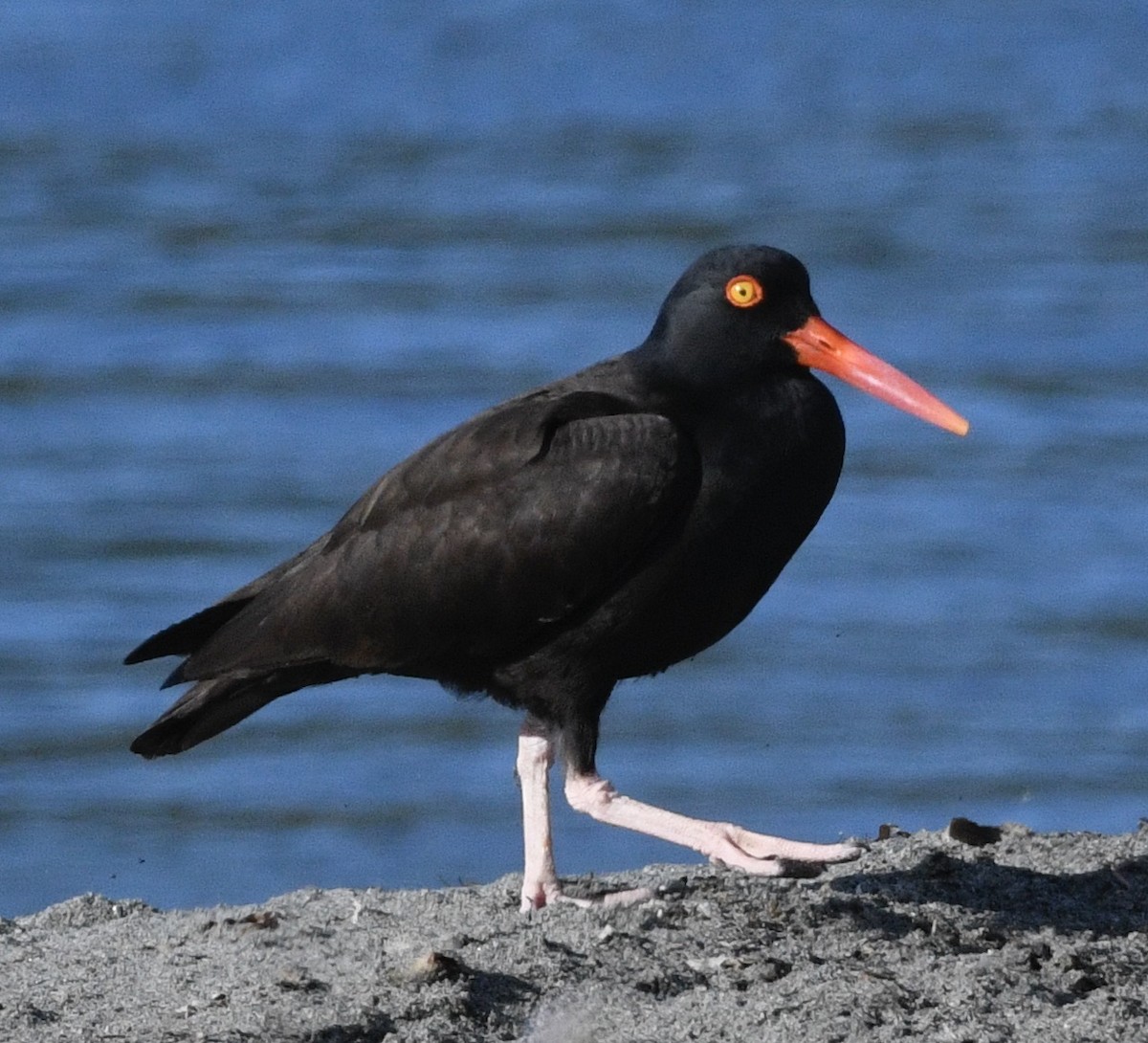 Black Oystercatcher - ML620828482