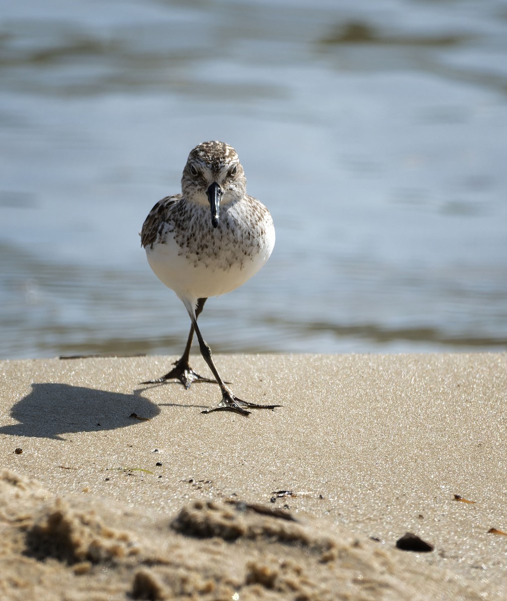 Semipalmated Sandpiper - ML620828484