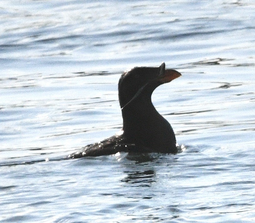 Rhinoceros Auklet - ML620828497