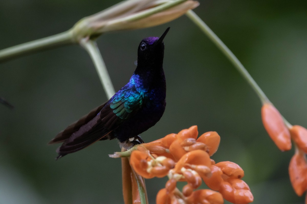 Colibrí Sietecolores - ML620828498