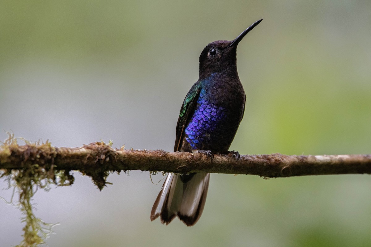 kolibřík hyacintový - ML620828507