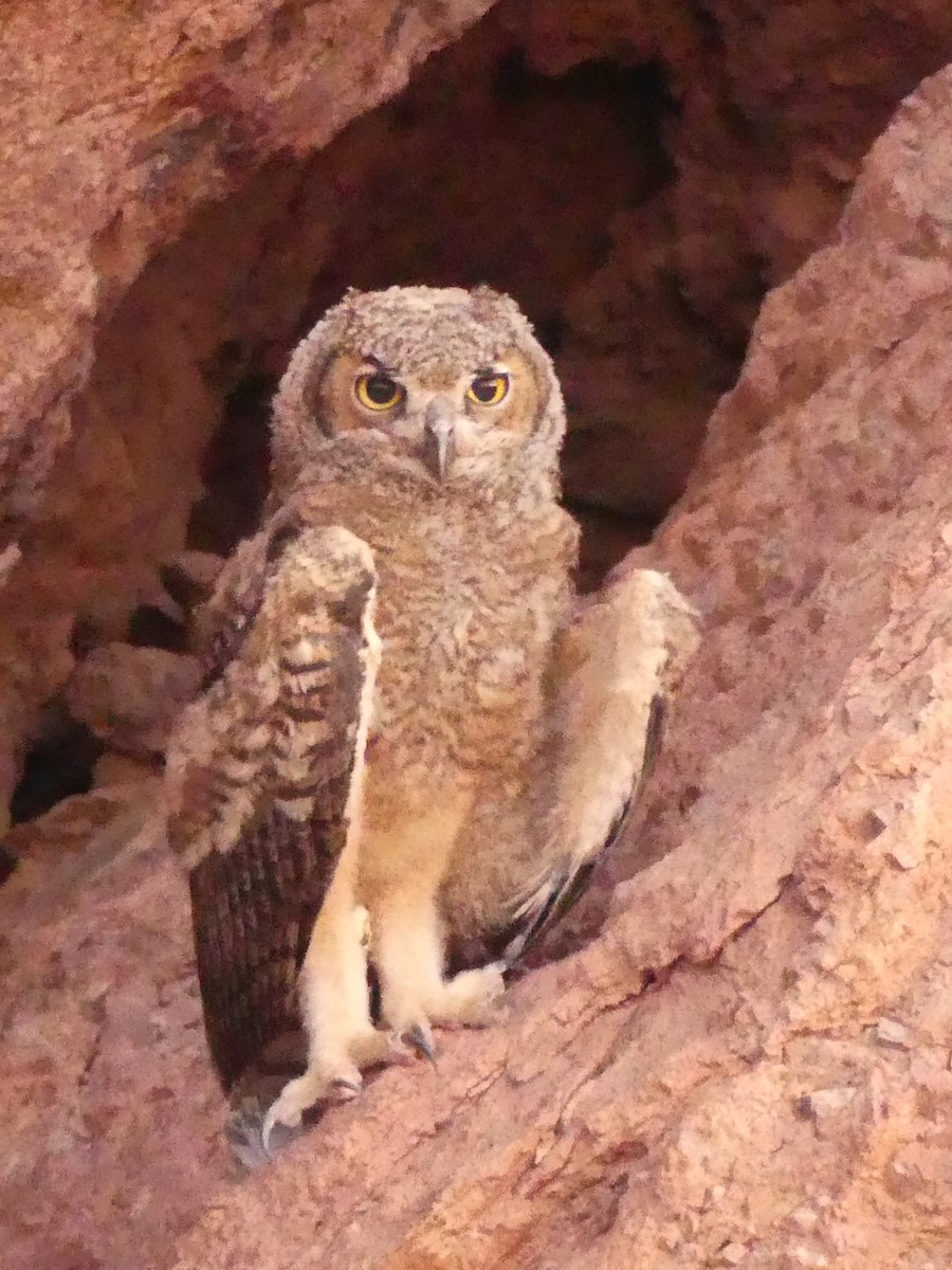 Great Horned Owl - ML620828517