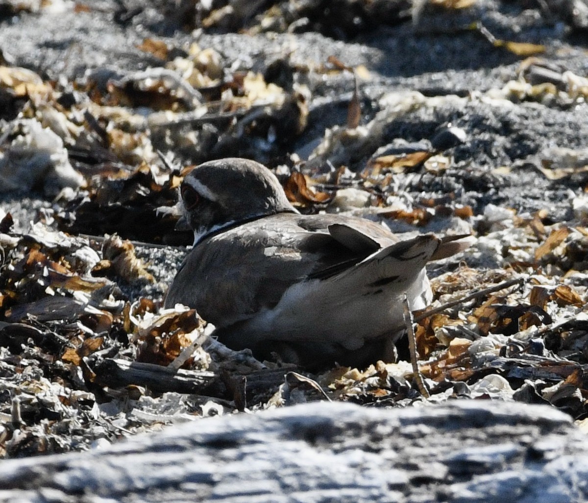 Killdeer - ML620828520