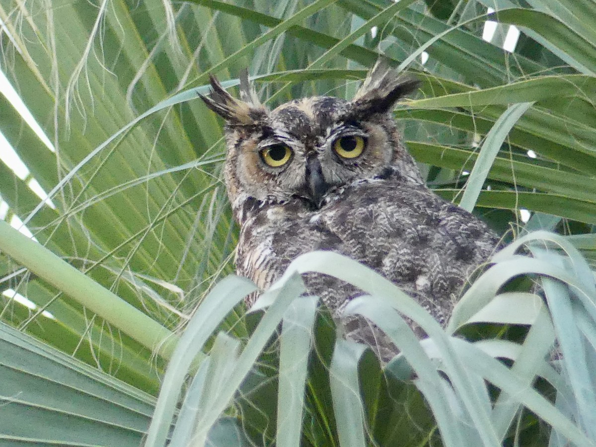 Great Horned Owl - ML620828532