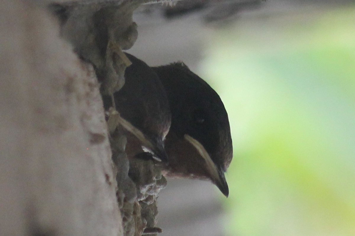 Barn Swallow - ML620828533