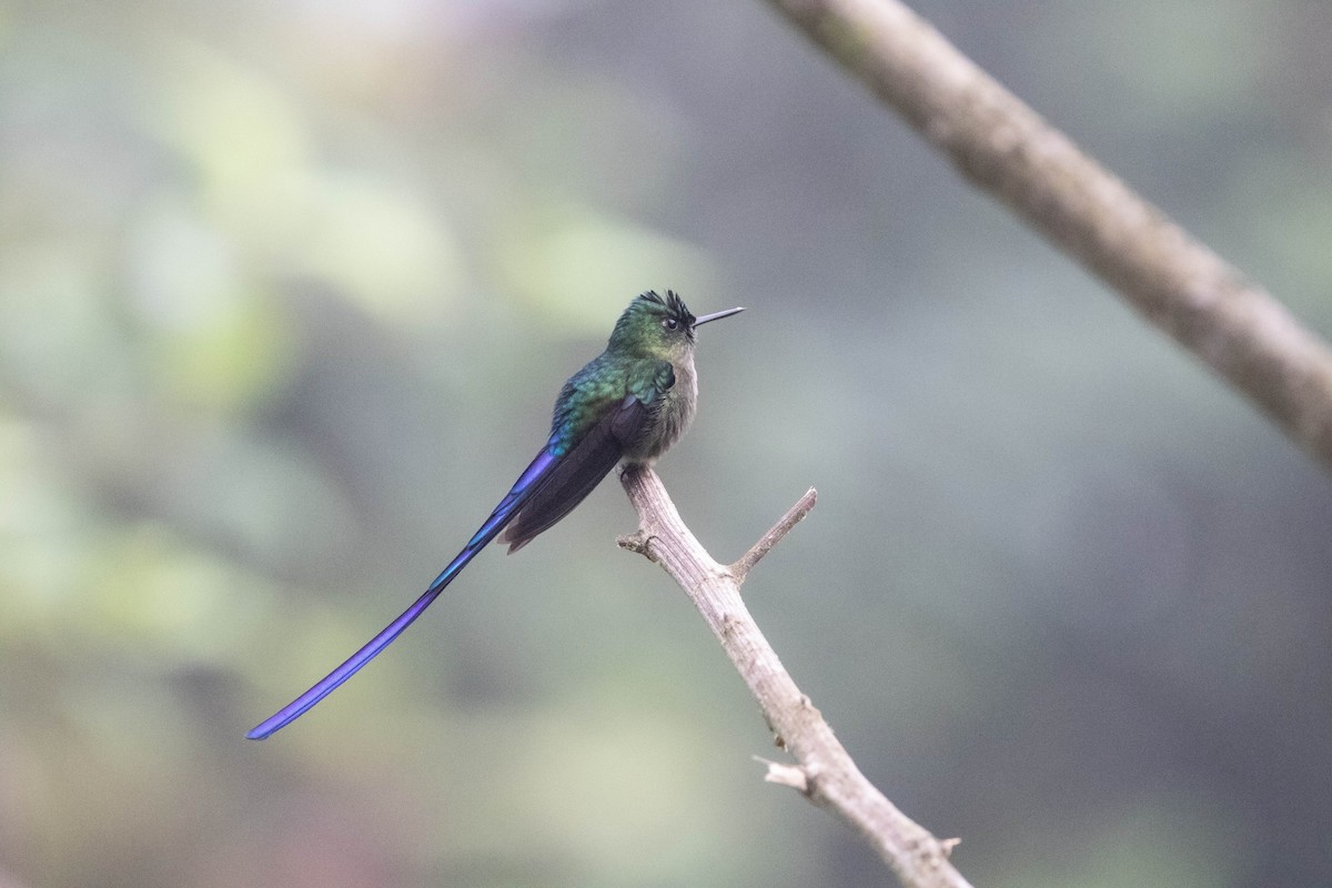 Violet-tailed Sylph - ML620828538