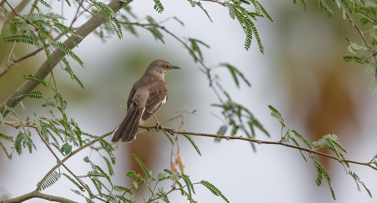 Northern Mockingbird - ML620828556