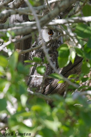 Long-eared Owl - ML620828557
