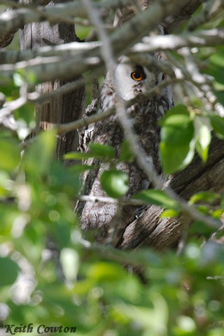 Long-eared Owl - ML620828558