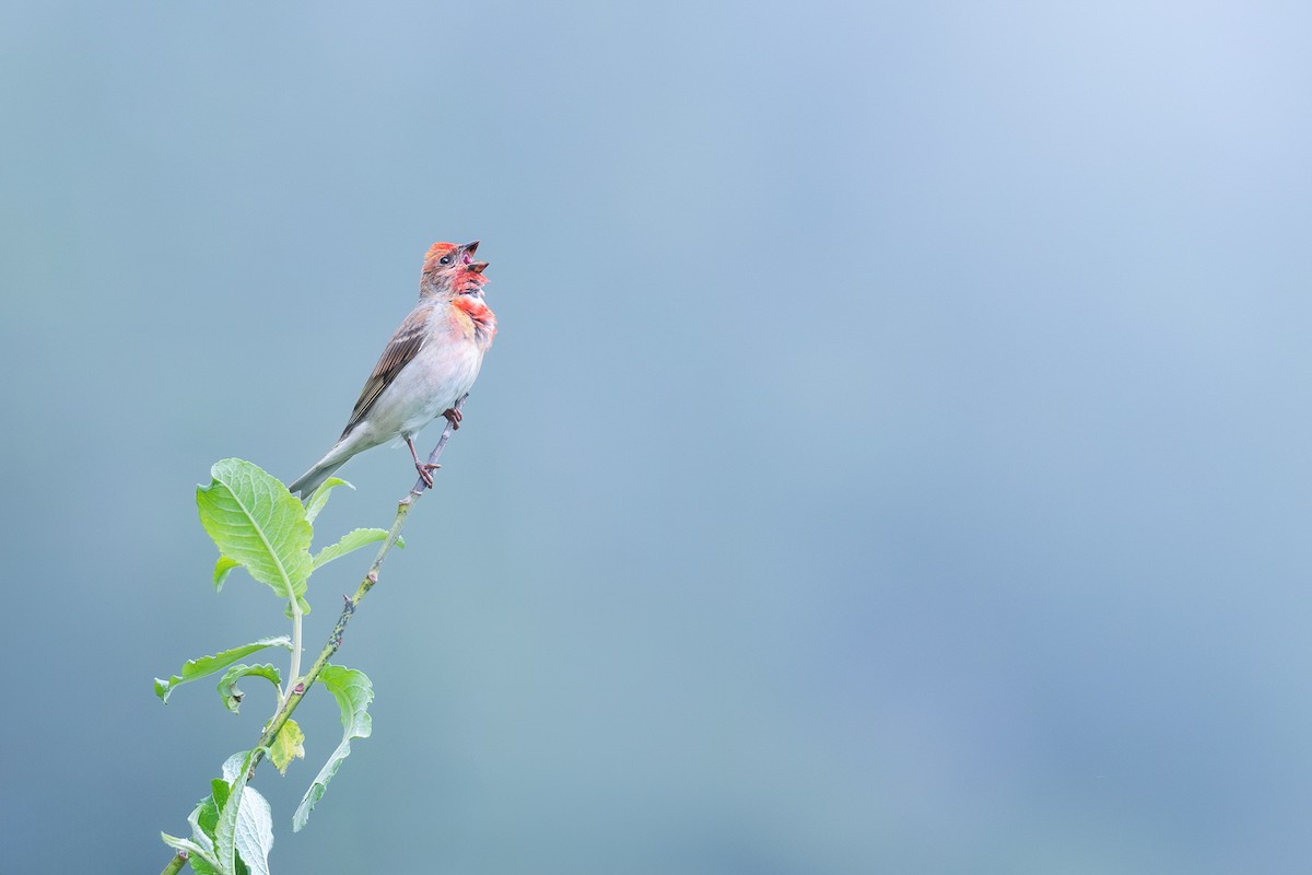 Common Rosefinch - ML620828565