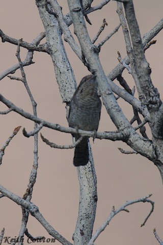 Eurasian Wryneck - ML620828568