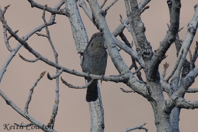 Eurasian Wryneck - ML620828569