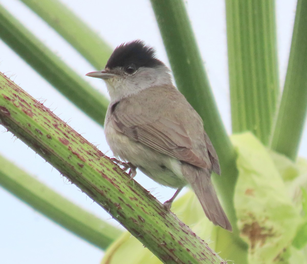 Eurasian Blackcap - ML620828574