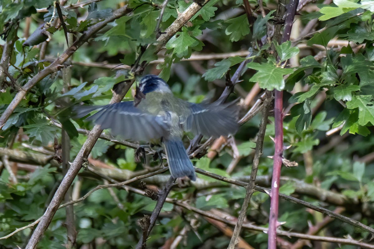 Eurasian Blue Tit - ML620828576