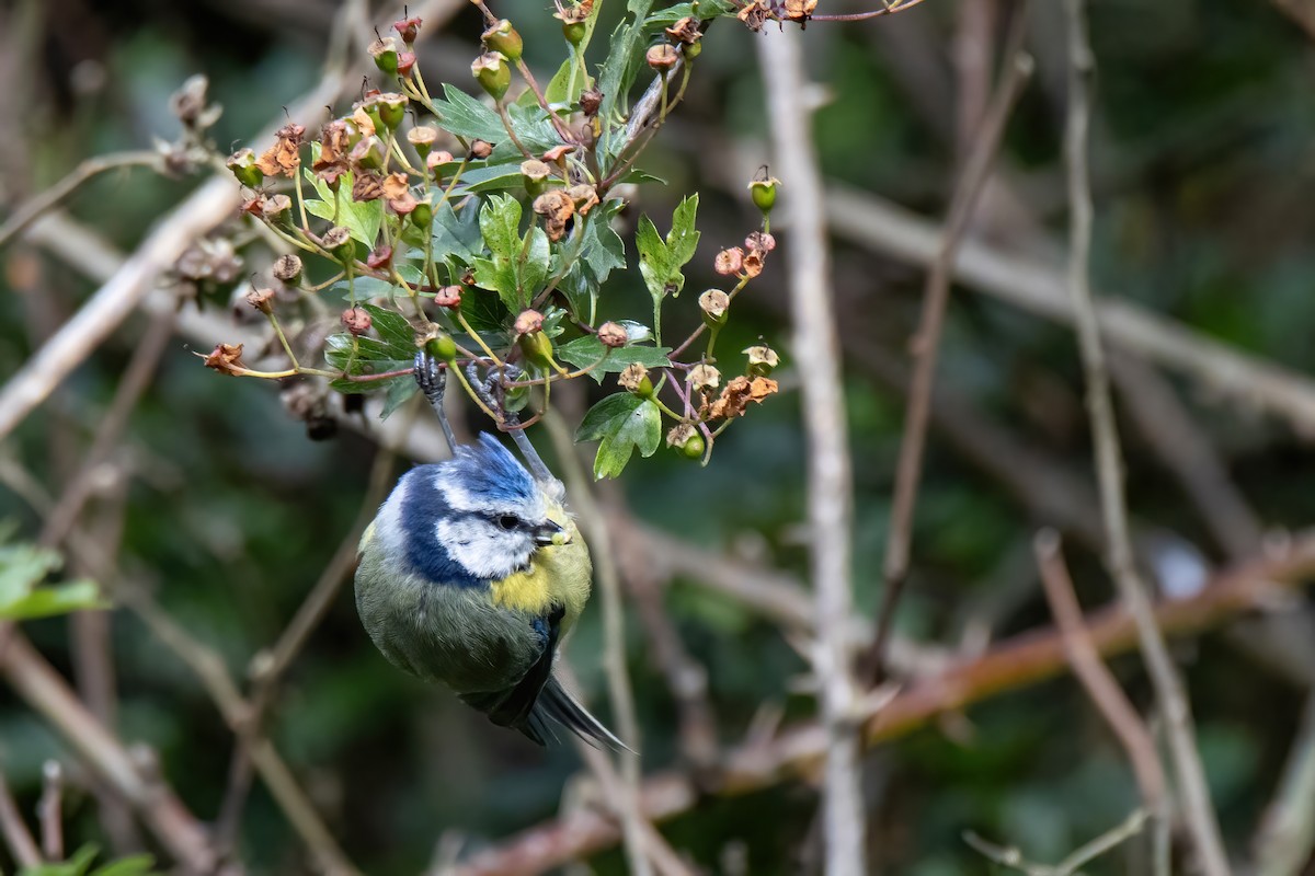 Eurasian Blue Tit - ML620828577