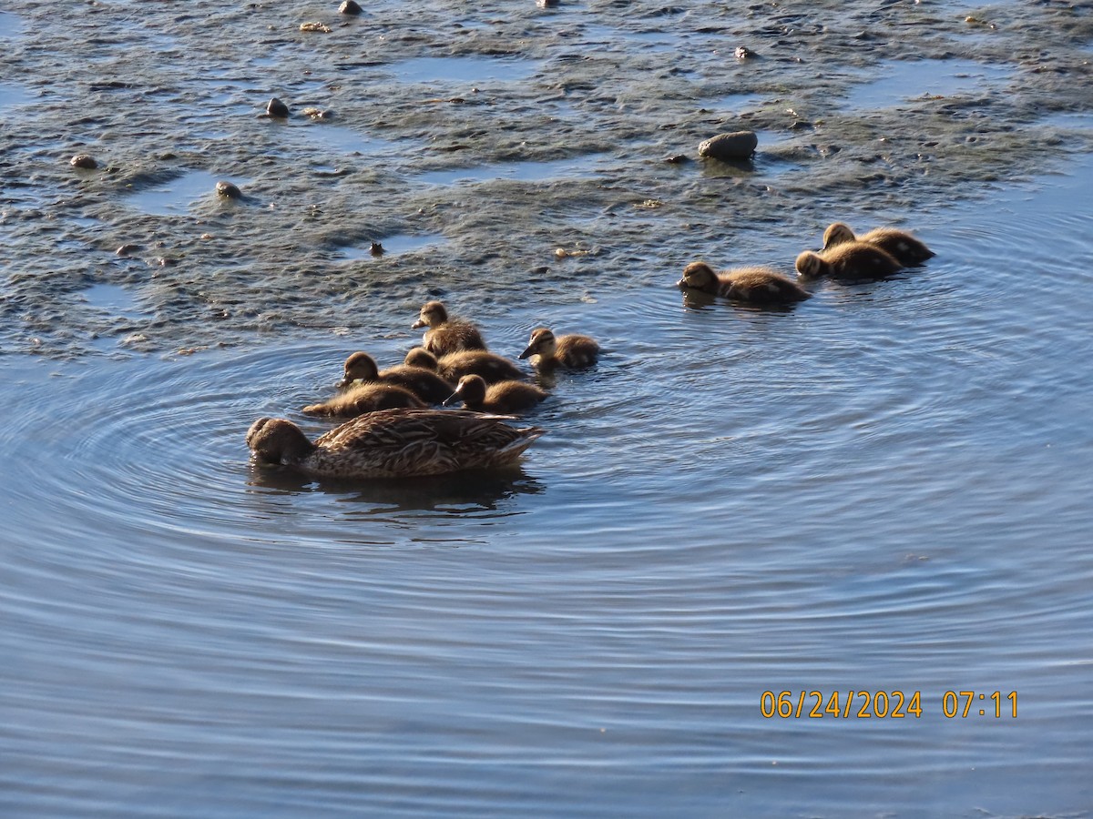 Canard colvert - ML620828579