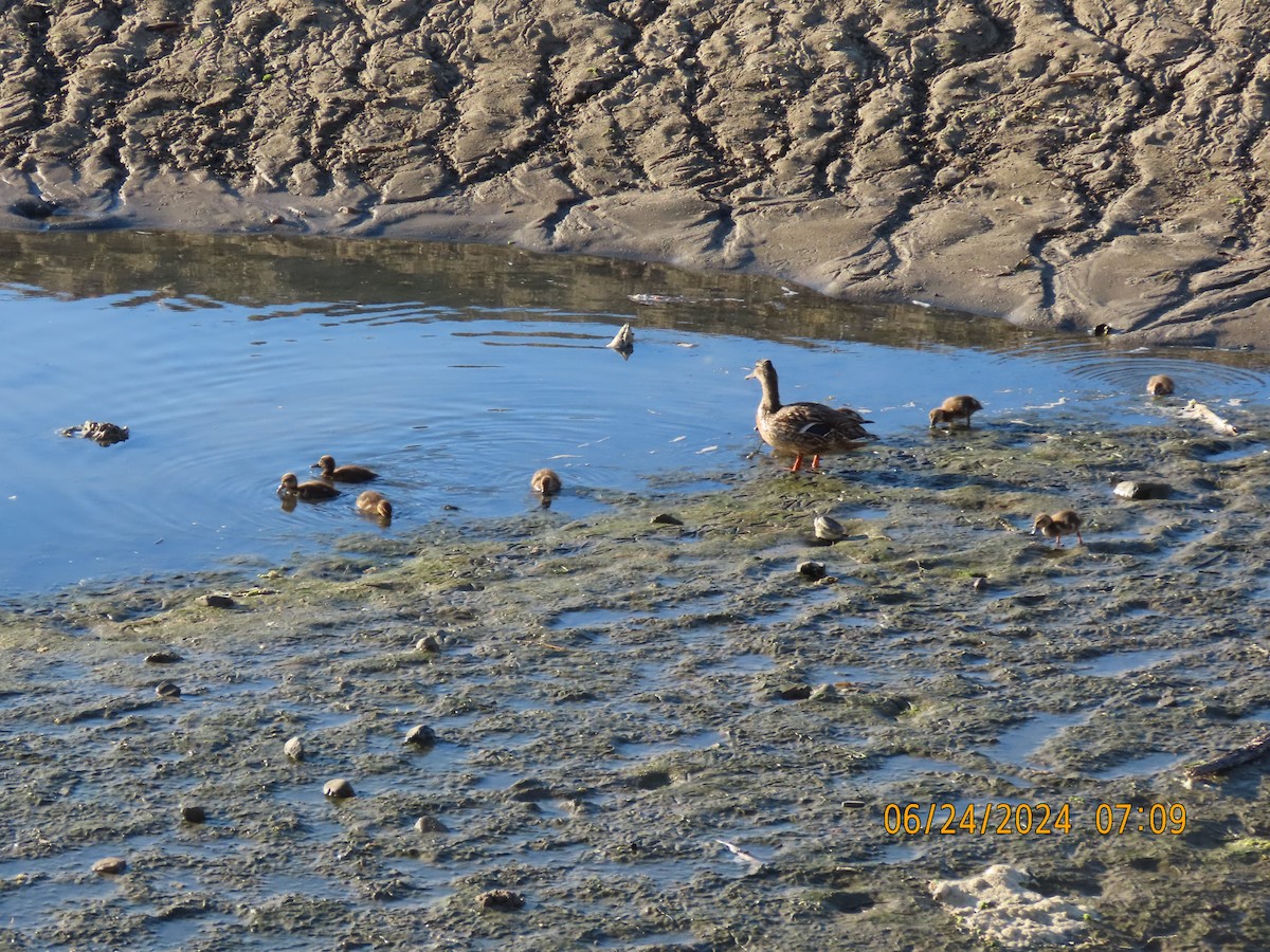 Canard colvert - ML620828580