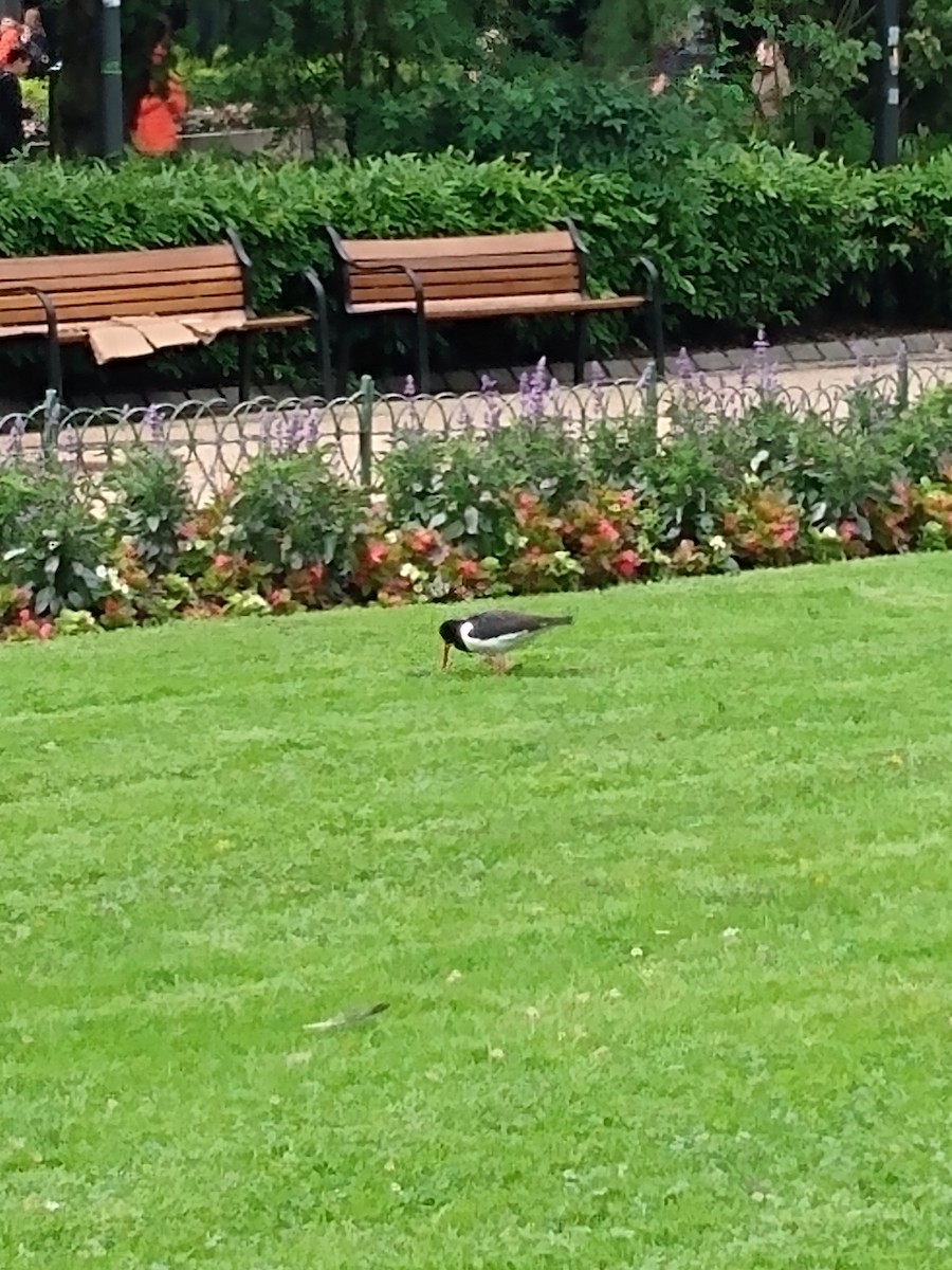 Eurasian Oystercatcher - ML620828581