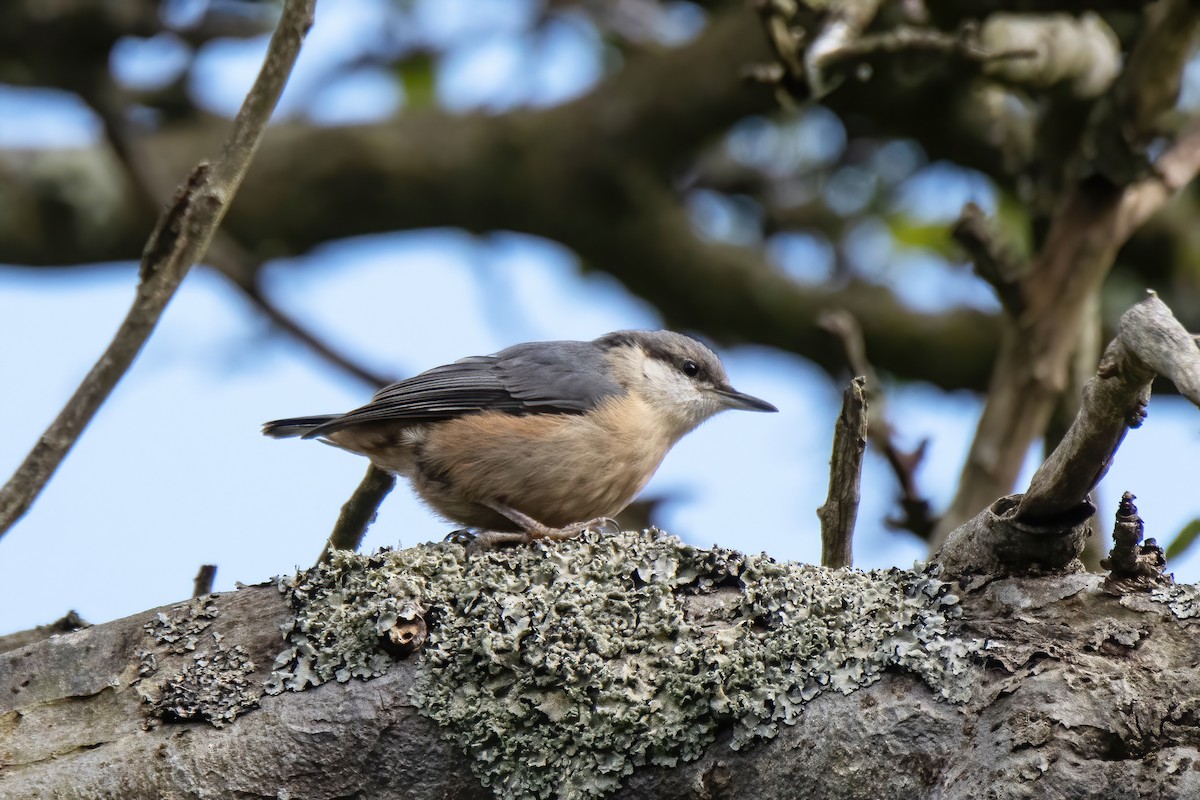 Eurasian Nuthatch - ML620828585