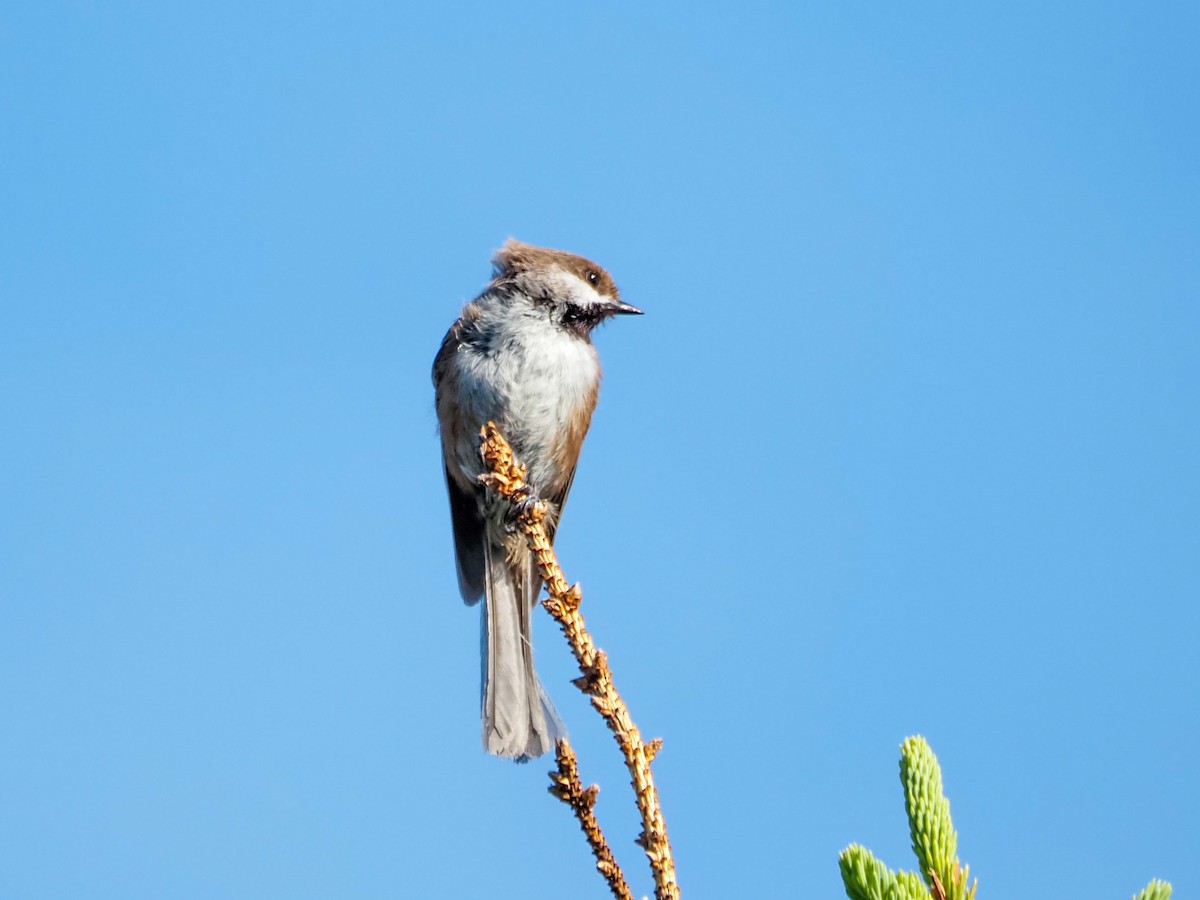 Mésange à tête brune - ML620828591