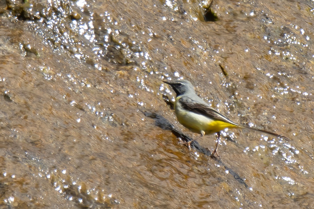 Gray Wagtail - ML620828593