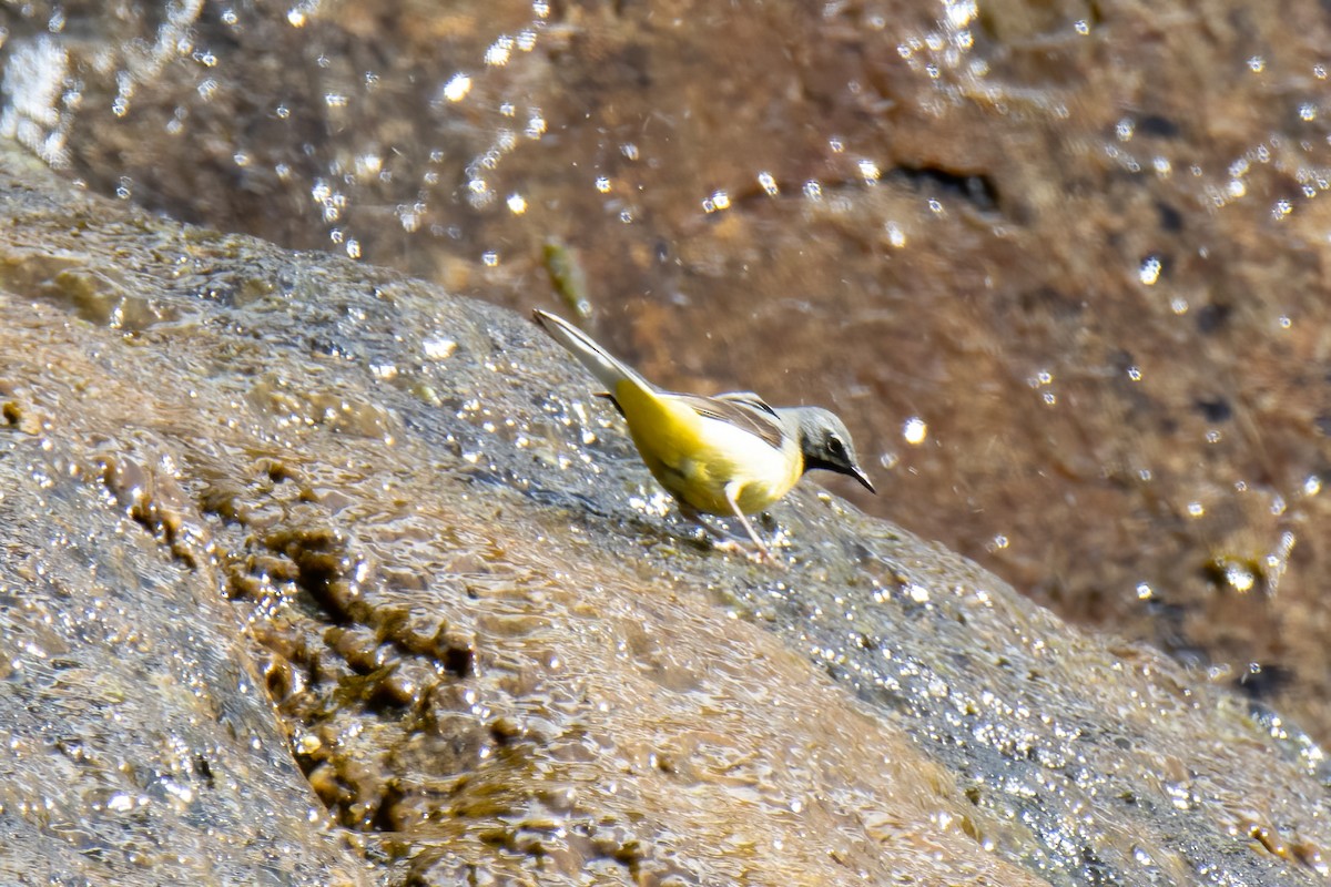 Gray Wagtail - ML620828594