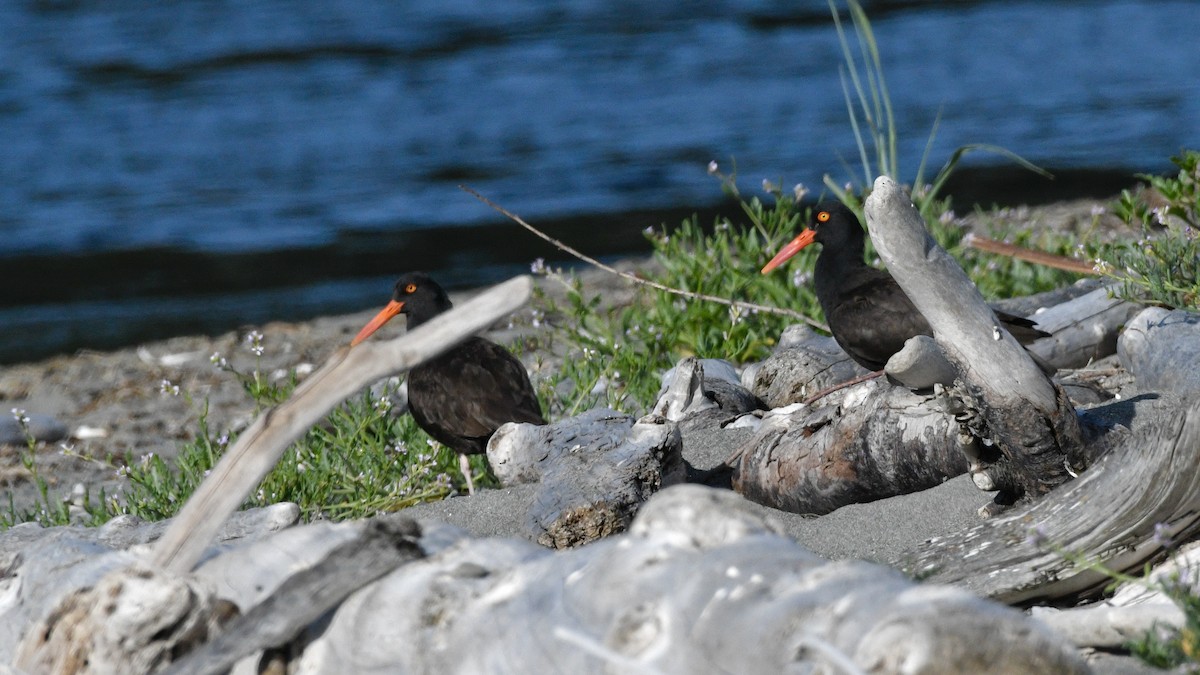 Black Oystercatcher - ML620828595