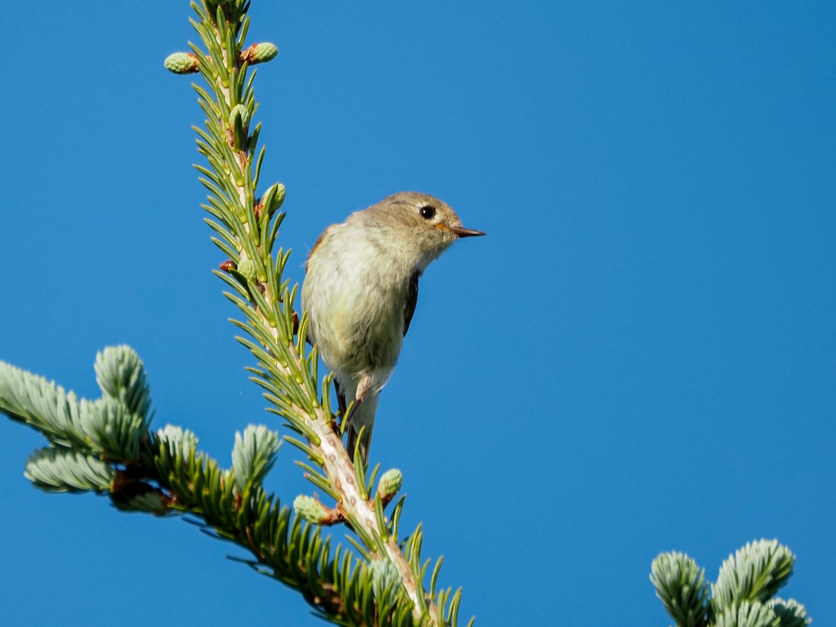 Ruby-crowned Kinglet - ML620828596