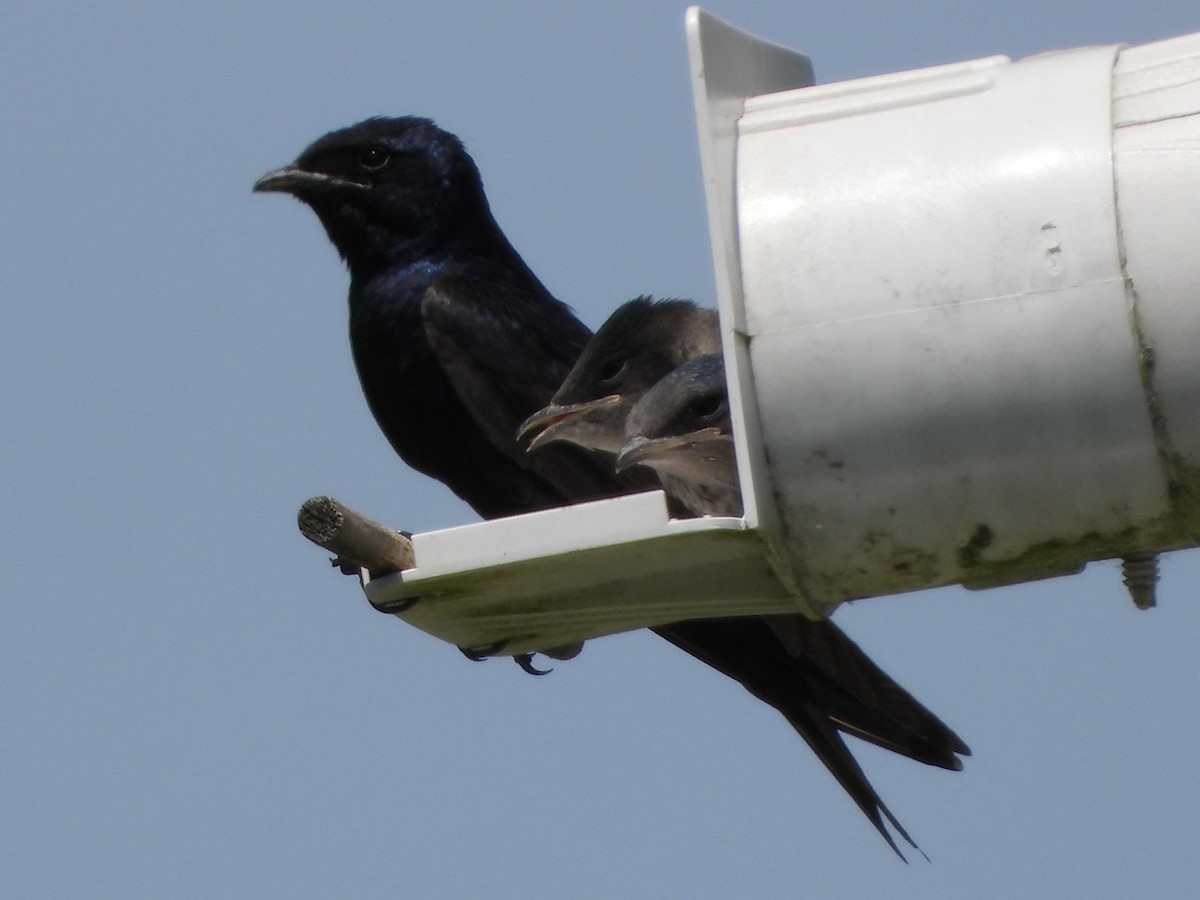 Purple Martin - Mike Cianciosi