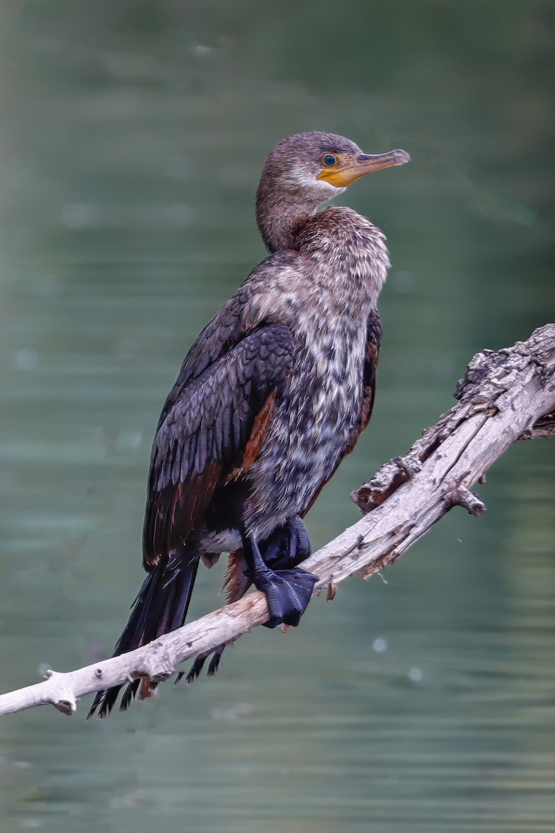 Neotropic Cormorant - ML620828607