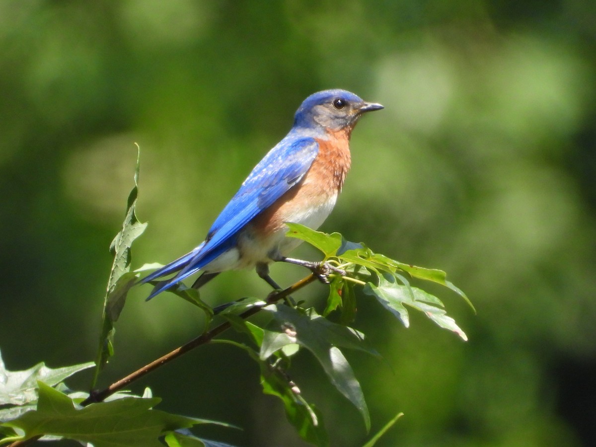 Eastern Bluebird - ML620828610