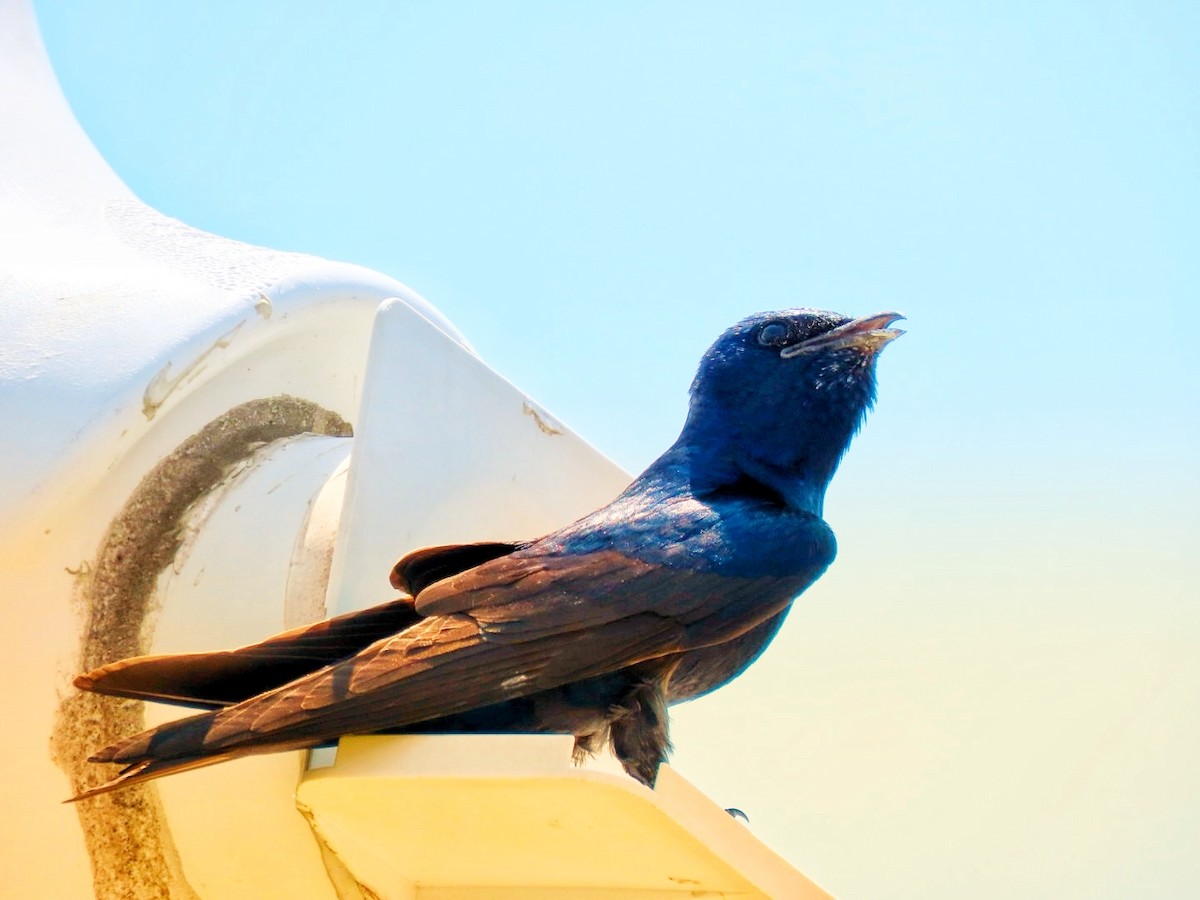 Purple Martin - ML620828611