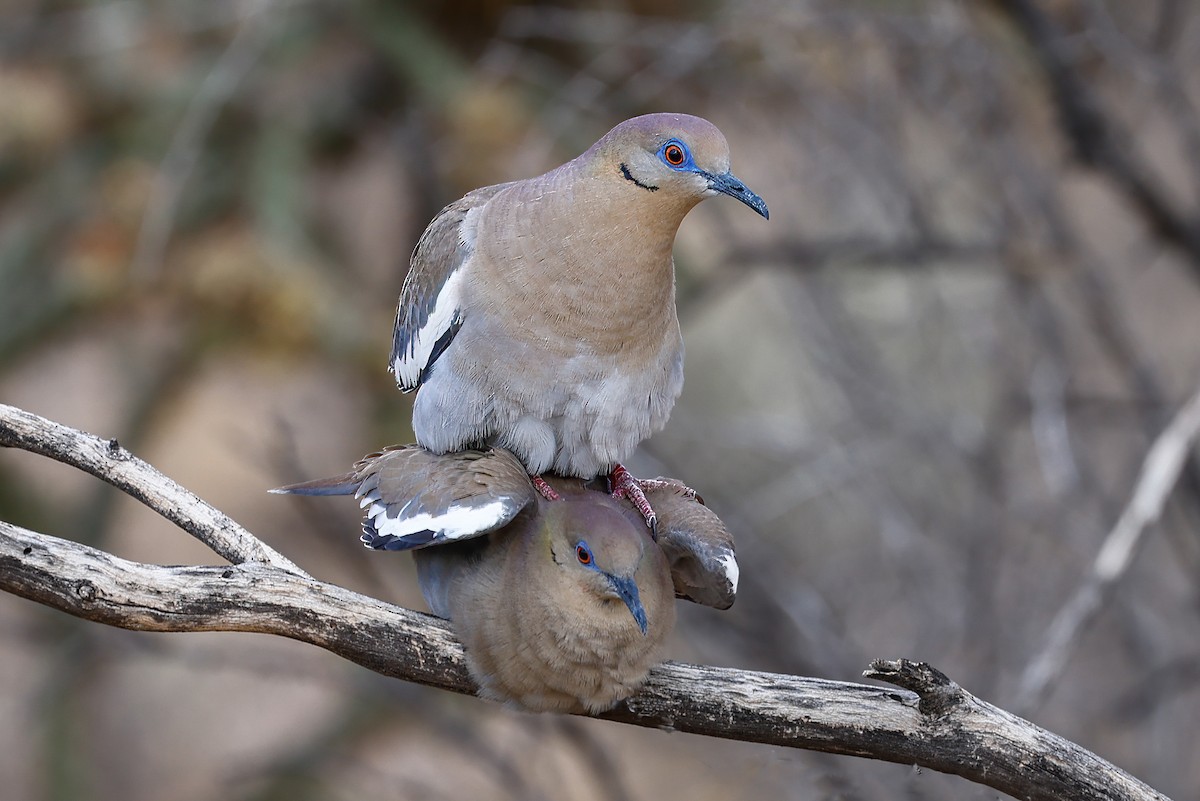 White-winged Dove - ML620828620